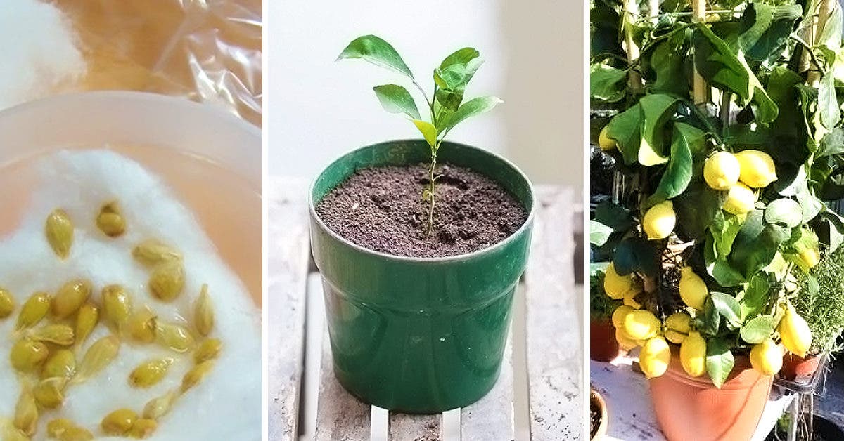 Plantes d'intérieur : nos conseils pour entretenir un citronnier en pot