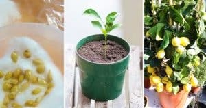 10 conseils simples pour faire pousser un citronnier en pot