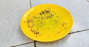 10 façons de fabriquer un piège à fourmis maison