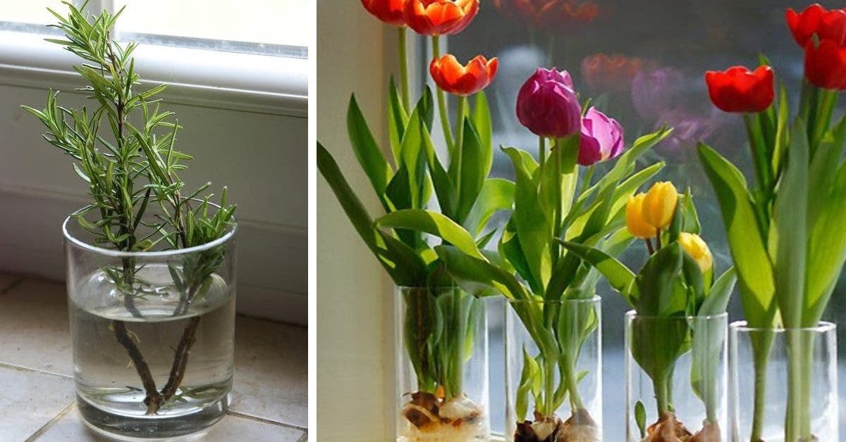 Faire fleurir des bulbes de tulipes en vase  Bulbe de tulipe, Planter des  bulbes, Bulbes