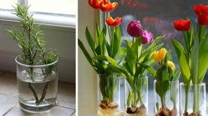 10-fleurs-et-plantes-que-vous-pouvez-facilement-cultiver-dans-un-verre-deau-pour-que-votre-maison-sente-toujours-bon