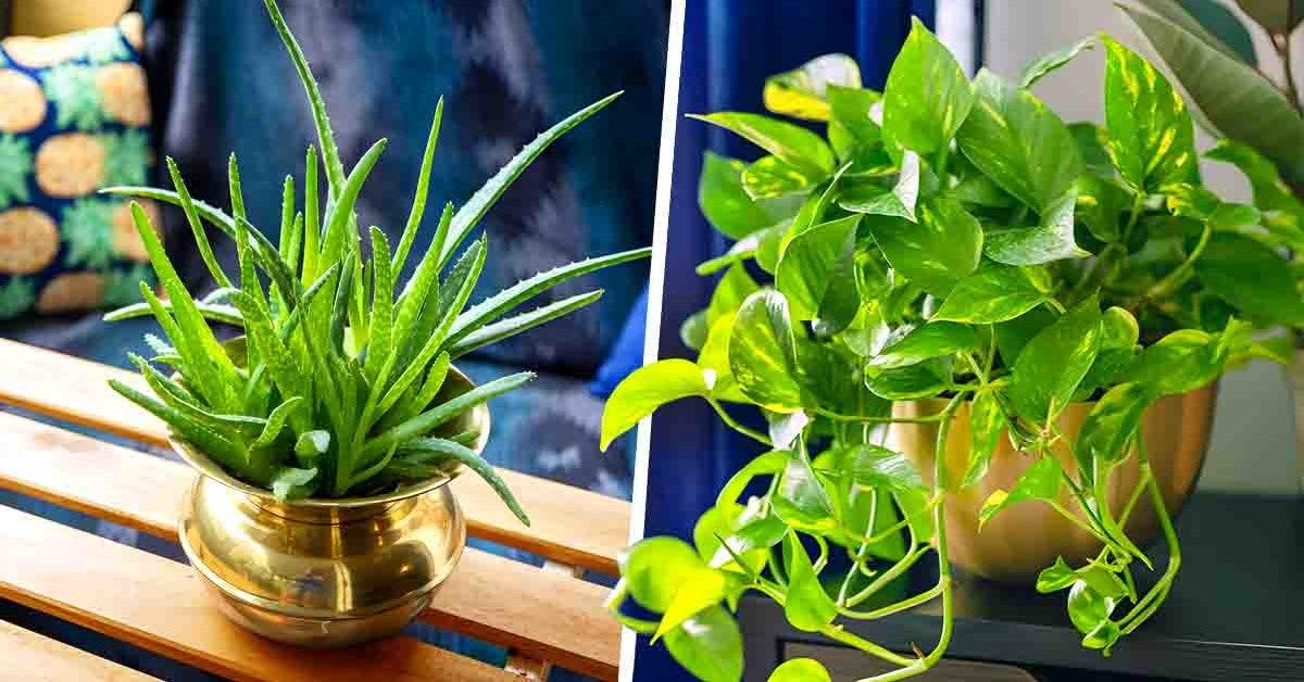 10 plantes d'intérieur résistantes et faciles d'entretien