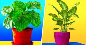 10 plantes d’intérieur idéales si vous n’avez pas beaucoup de lumière à la maison