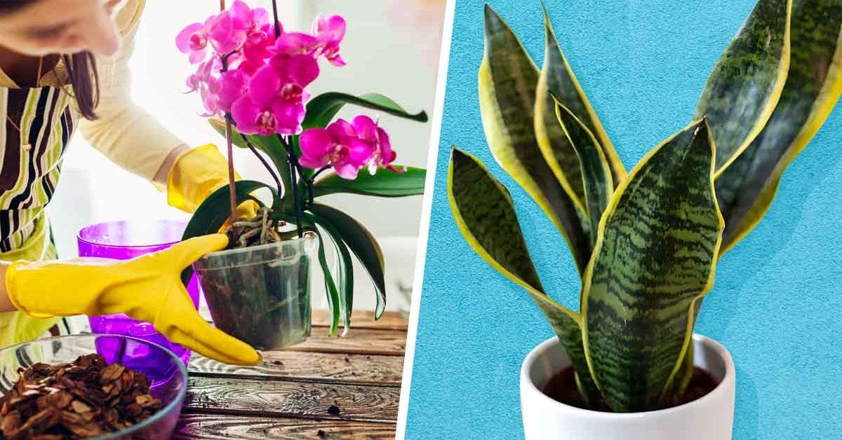 10 plantes que vous naurez presque jamais besoin darroser_