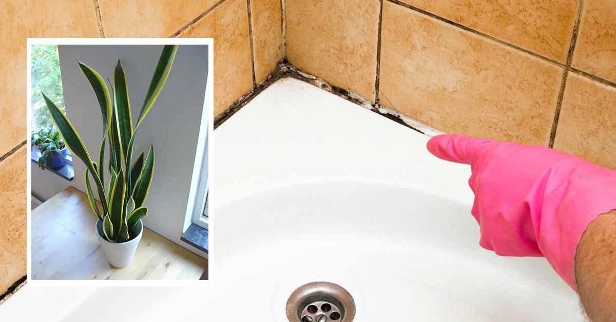 10 plantes qui absorbent l'humidité dans la salle de bain