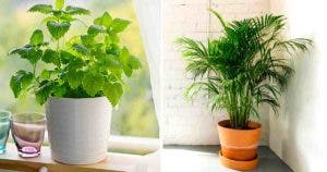 10 plantes qui absorbent l’humidité dans la maison en hiver