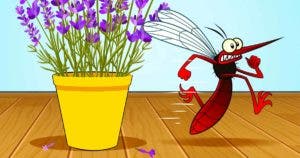 10 plantes qui éloignent les insectes de votre maison
