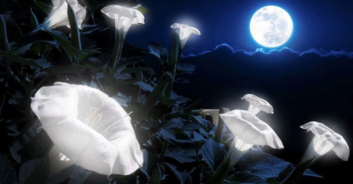 10 plantes qui fleurissent la nuit qui transformeront votre jardin en un  lieu magique