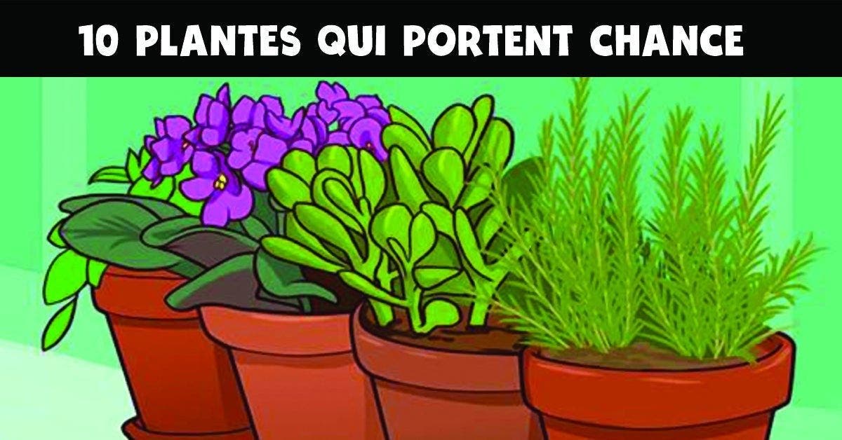 plantes qui portent chance et apportent une énergie positive dans la maison