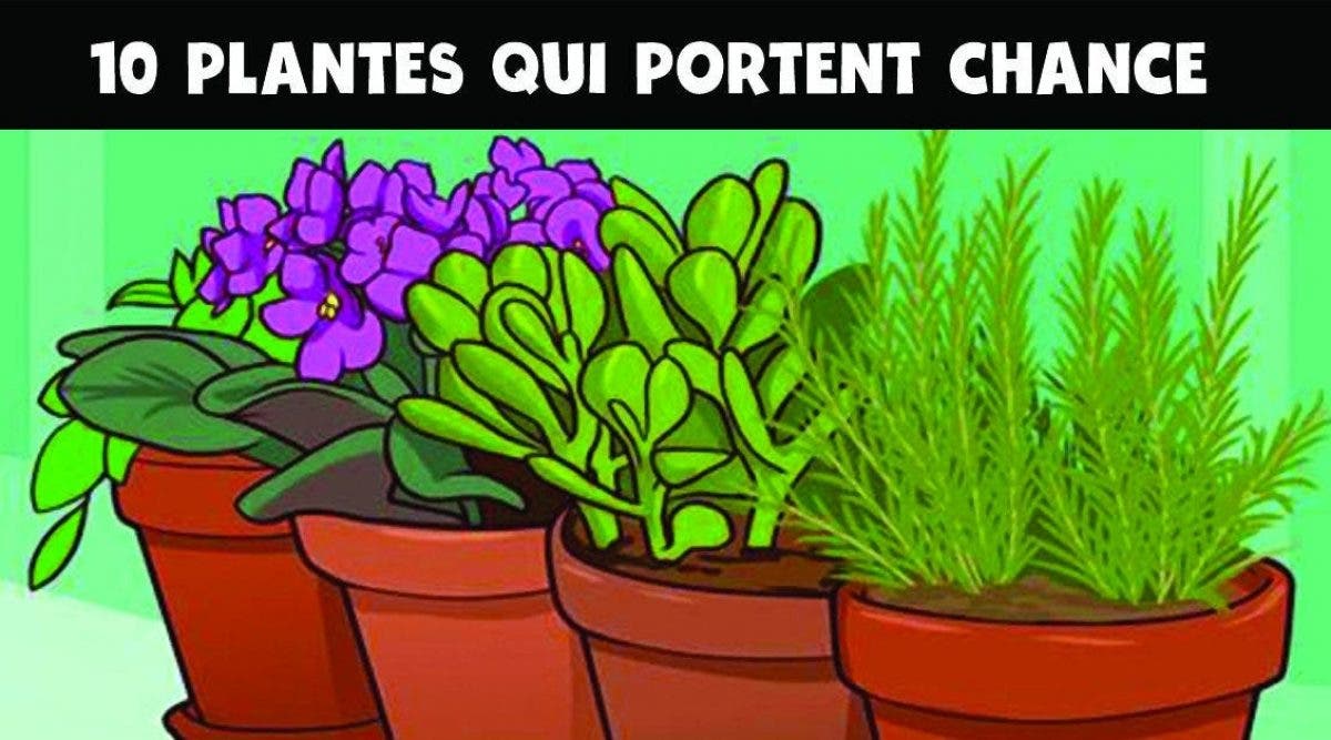 plantes qui portent chance et apportent une énergie positive dans la maison