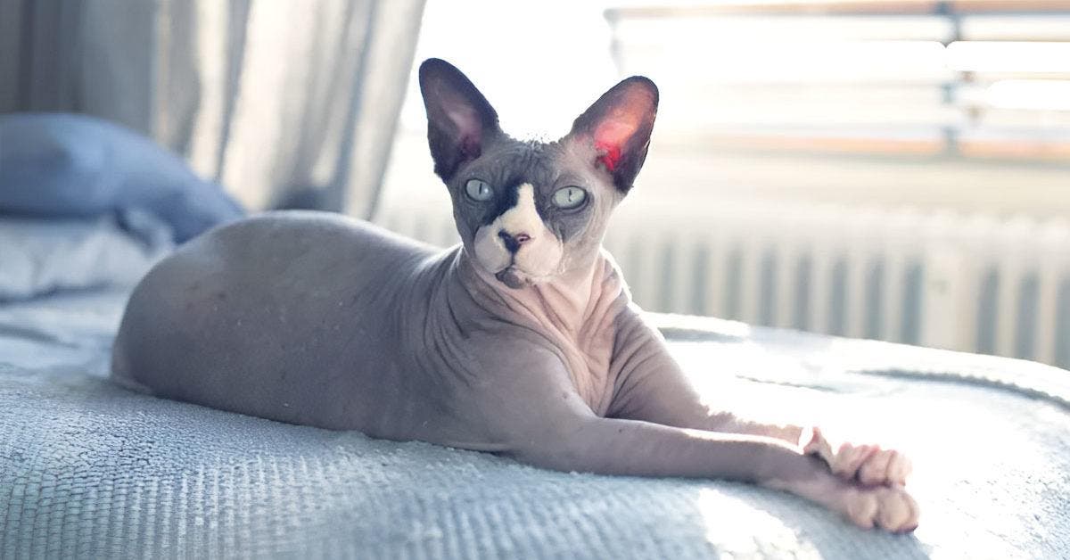 10 races de chats sans poils - caractéristiques et conseils de toilettage