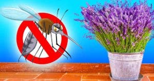 10 super plantes qui éloignent les insectes de votre maison001