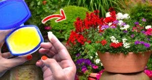 10 utilisations ingénieuses de la vaseline dans le jardin