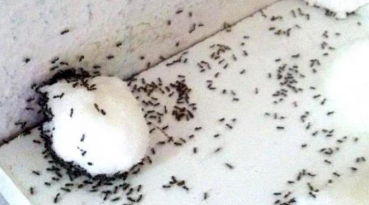 11-astuces-pour-vous-debarrasser-des-fourmis-definitivement