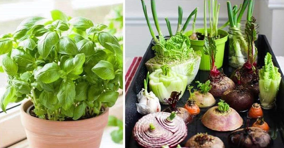 11-legumes-et-plantes-que-vous-pouvez-refaire-pousser-en-utilisant-des-restes-de-nourriture