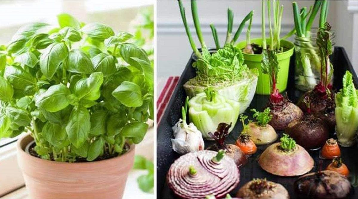 11-legumes-et-plantes-que-vous-pouvez-refaire-pousser-en-utilisant-des-restes-de-nourriture