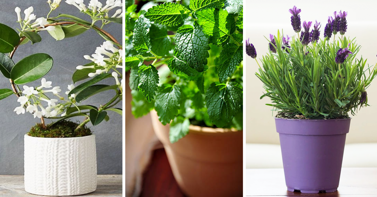 11-meilleures-plantes-dinterieur-odorantes-pour-parfumer-et-decorer-votre-maison