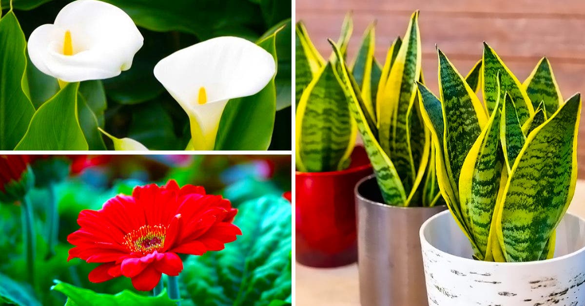 11 plantes qui purifient l’air de la maison selon la NASA