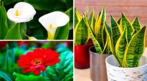 11 plantes qui purifient l’air de la maison selon la NASA