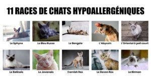 11 races de chats hypoallergéniques pour les personnes allergiques qui aiment les félins