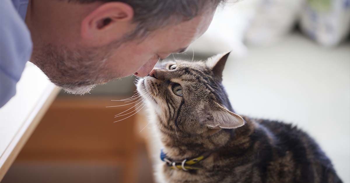 11 signes surprenants que votre chat vous aime