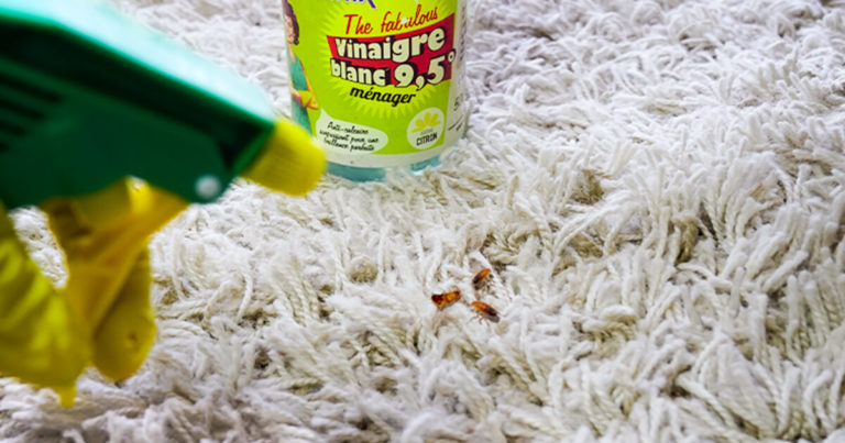 Comment utiliser du vinaigre blanc contre les puces dans la maison