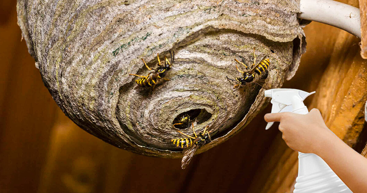 Nid Insecte Insectes et nuisibles