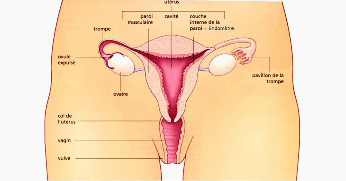 12 choses à savoir sur son clitoris