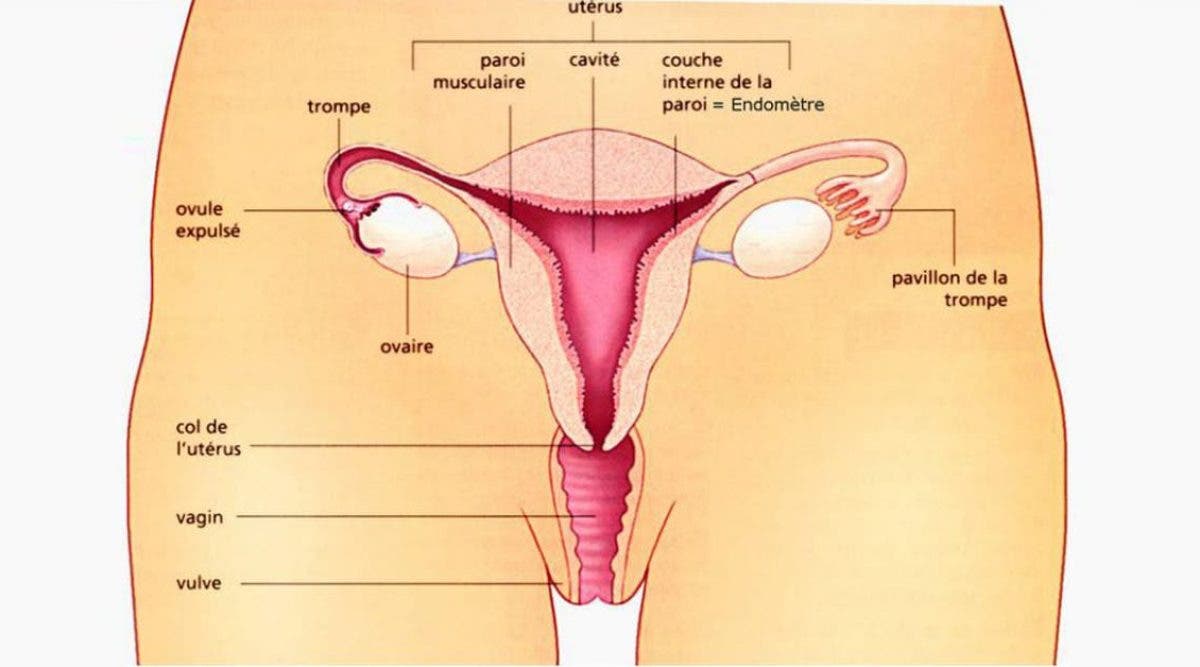 12 choses à savoir sur son clitoris