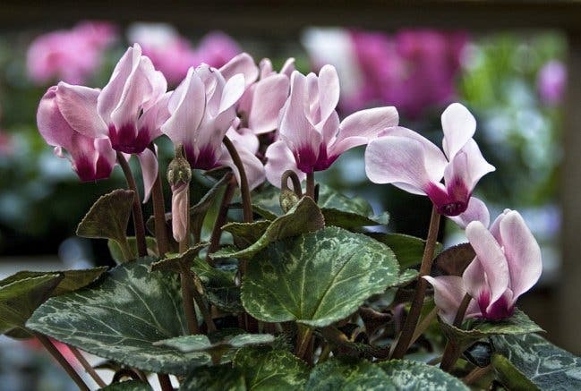 15 plantes déconseillées que vous avez probablement dans votre maison