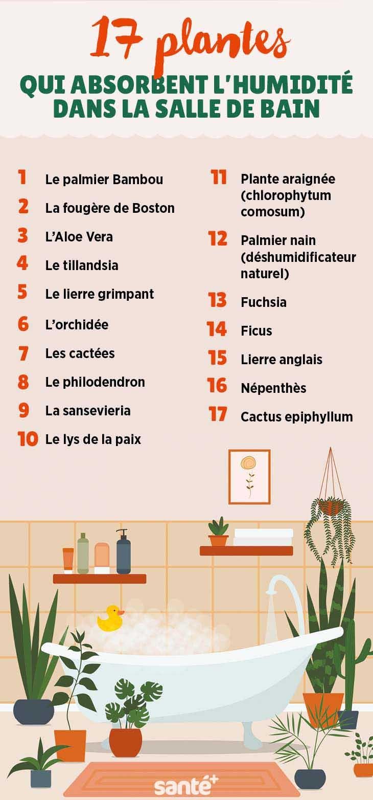 17 plantes qui absorbent l'humidité dans la salle de bain