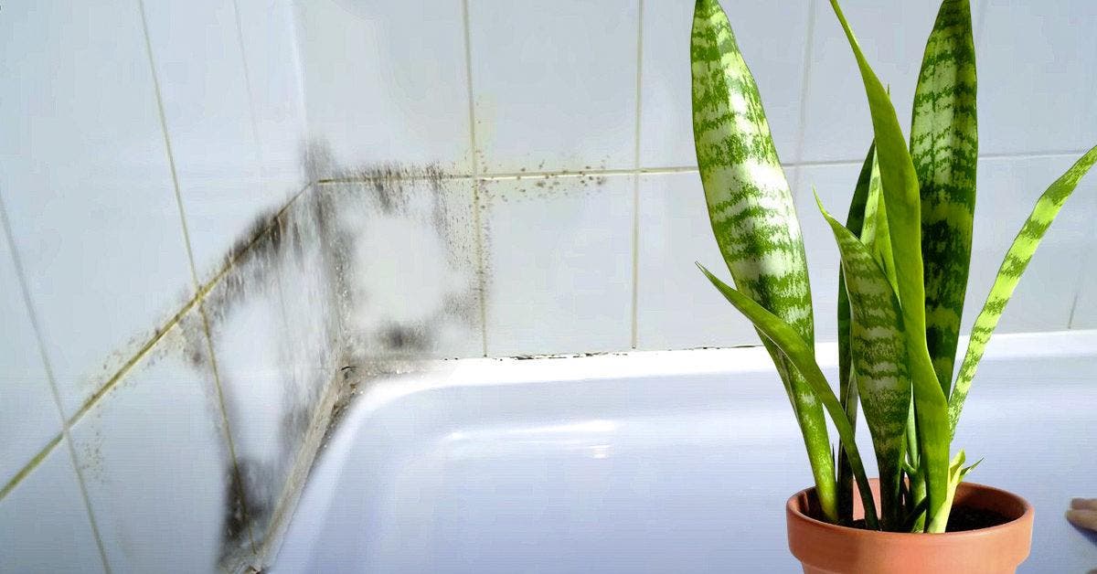 17 plantes qui absorbent l'humidité dans la salle de bain