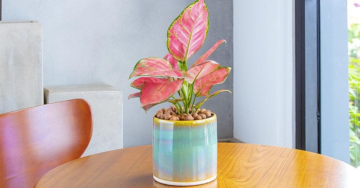 Ces 5 plantes incroyables prospèrent même dans les coins les moins lumineux  ! - Le Parisien