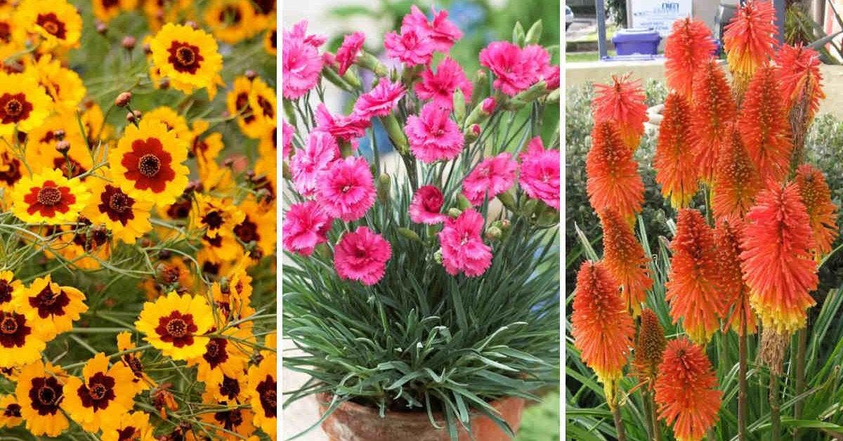 20 plantes vivaces pour le plein soleil