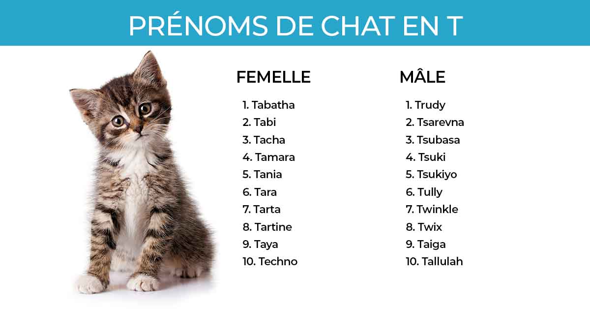 200 idées de prénoms de chat en T pour les femelles et les mâles