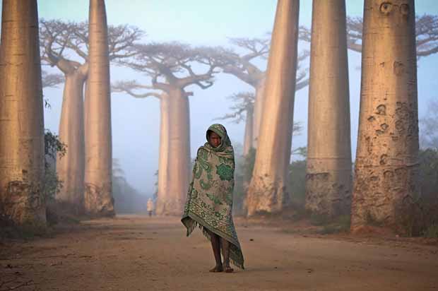 Une fille malgache marchant au milieu des baobabs