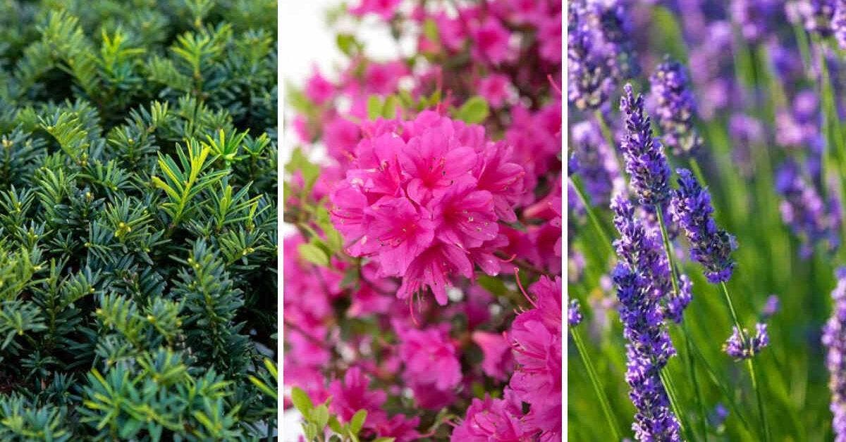 25 plantes et arbustes pour embellir l'entrée de votre maison