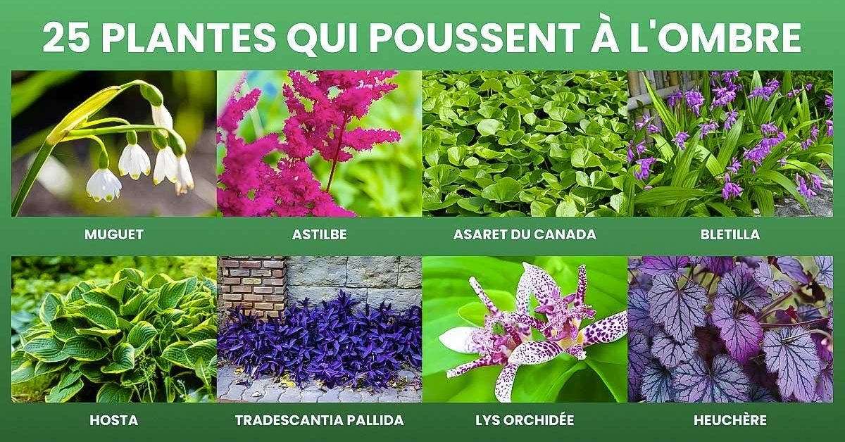 25 plantes qui poussent à l'ombre