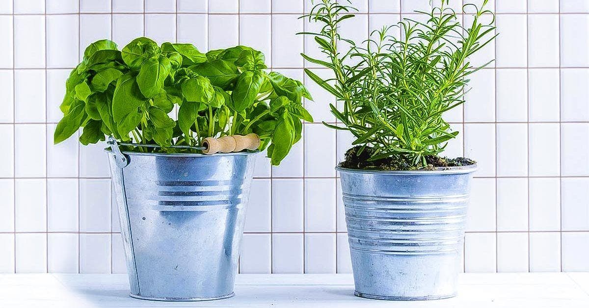 27 plantes anti-moustiques et mouches à avoir chez soi en 2023