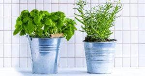 27 plantes anti-moustiques et mouches à avoir chez soi en 2023