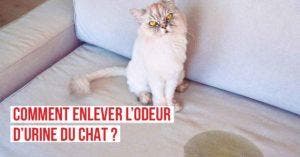 3 astuces de grand-mères pour enlever l'odeur d'urine de chat