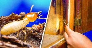 3 astuces pour éliminer les termites de vos meubles en bois