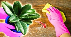 3 plantes d’intérieur qui éliminent la poussière et aideront à garder votre maison propre