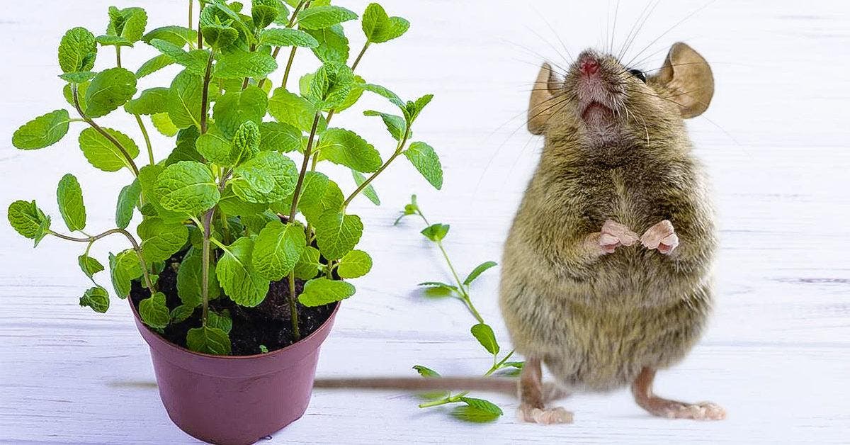 Les différents répulsifs anti souris qui marchent - Rats & Souris