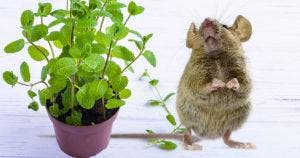 3 plantes répulsives efficaces pour éloigner les souris de la maison