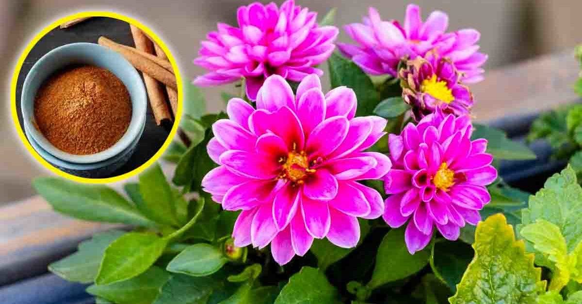 4 astuces ingénieuses pour faire fleurir vos plantes plus vite toute l’année_