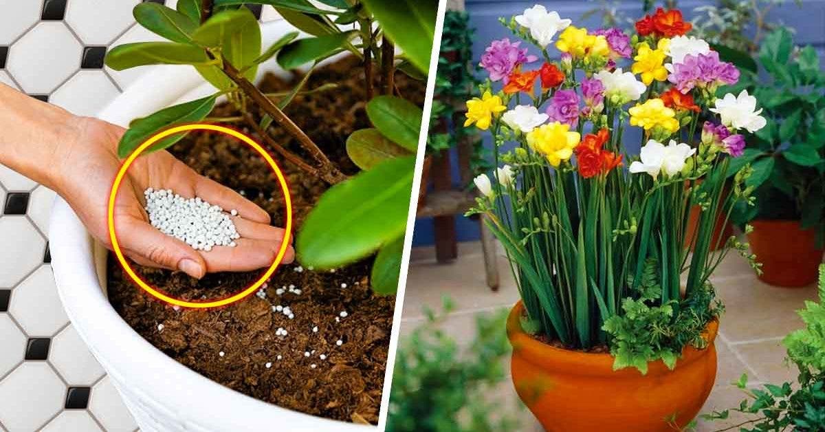 4 astuces magiques pour faire fleurir vos plantes toute l’année_