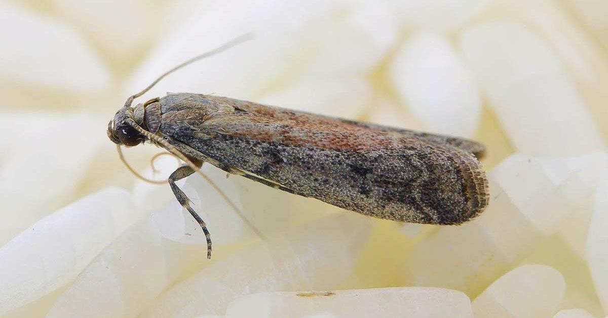 Mites alimentaires : 10 conseils pour les éliminer