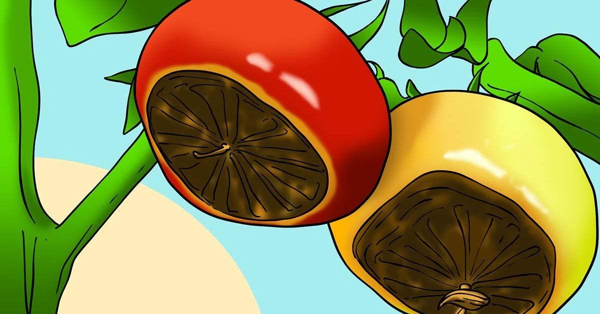 4 astuces pour prévenir la pourriture apicale des tomates Cover