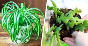 4 plantes dinterieur immortels parfaites pour ceux qui nont pas la main verte_